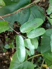 Cryptolepis sinensis