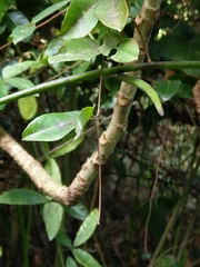 Cryptolepis sinensis