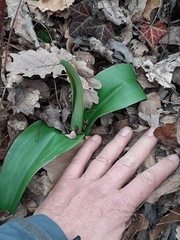 Himantoglossum robertianum