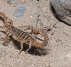 Centruroides elegans