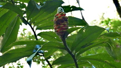 Costus scaber
