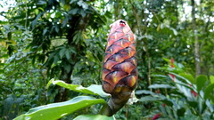 Costus scaber