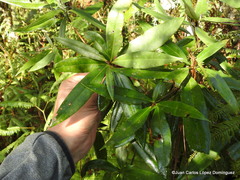 Comarostaphylis
