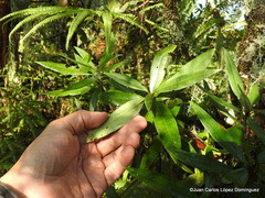 Comarostaphylis