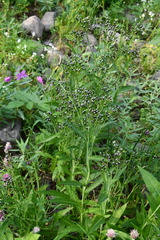 Saussurea stubendorffii