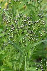 Saussurea stubendorffii