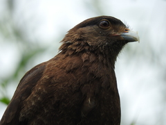 Daptrius chimango temucoensis