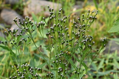 Saussurea stubendorffii