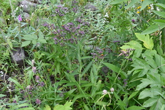 Saussurea stubendorffii