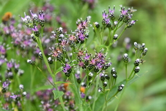Saussurea stubendorffii