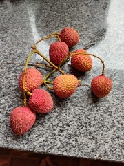Litchi