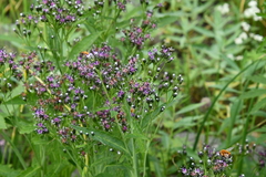 Saussurea stubendorffii