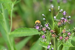 Saussurea stubendorffii