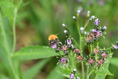 Saussurea stubendorffii