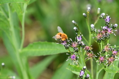 Saussurea stubendorffii