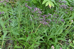 Saussurea stubendorffii