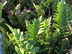 Asplenium obtusatum