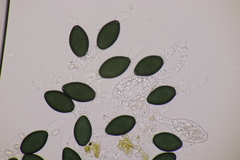 Podospora myriospora