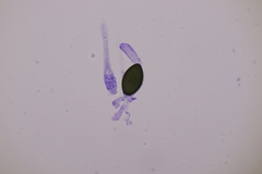 Podospora myriospora