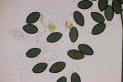 Podospora myriospora
