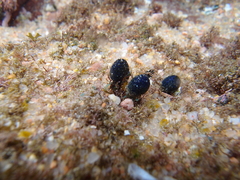 Eudistoma caeruleum