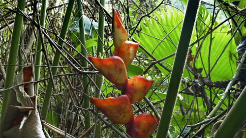 Heliconia bourgaeana image