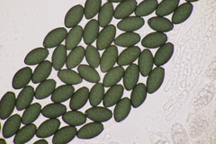 Podospora myriospora