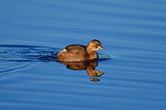 Tachybaptus ruficollis