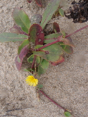 Launaea sarmentosa