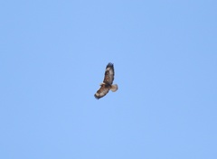 Buteo hemilasius