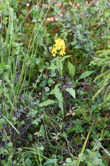 Solidago virgaurea lapponica