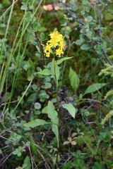 Solidago virgaurea lapponica