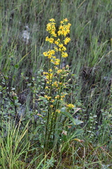 Solidago virgaurea lapponica