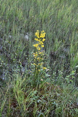 Solidago virgaurea lapponica