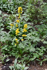 Solidago virgaurea lapponica