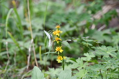Solidago virgaurea lapponica