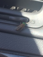 Tabanus nigrovittatus