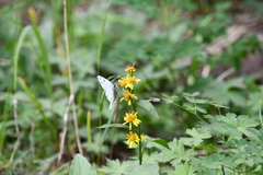 Solidago virgaurea lapponica