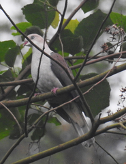 Ducula badia