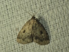 Parahypenodes quadralis