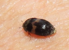 Attagenus fasciatus