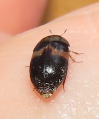 Attagenus fasciatus
