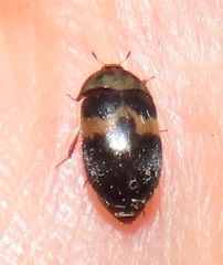 Attagenus fasciatus