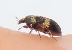Attagenus fasciatus