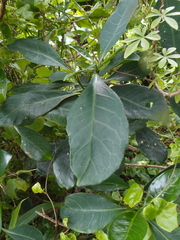 Psychotria capensis