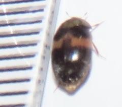 Attagenus fasciatus
