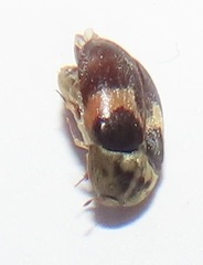 Attagenus fasciatus