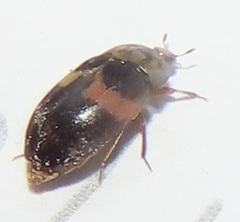 Attagenus fasciatus