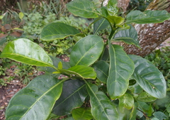 Psychotria capensis