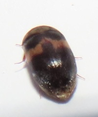 Attagenus fasciatus